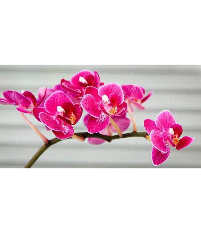 Geurolie Wild Orchid & Plumeria - Zelf geurkaarsen - waxmelts maken