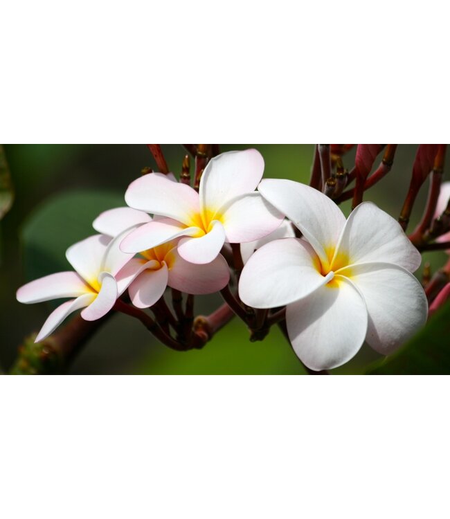 Geurolie Wild Orchid & Plumeria - Zelf geurkaarsen - waxmelts maken