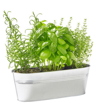 Geurolie Soothing Rosemary & Thyme