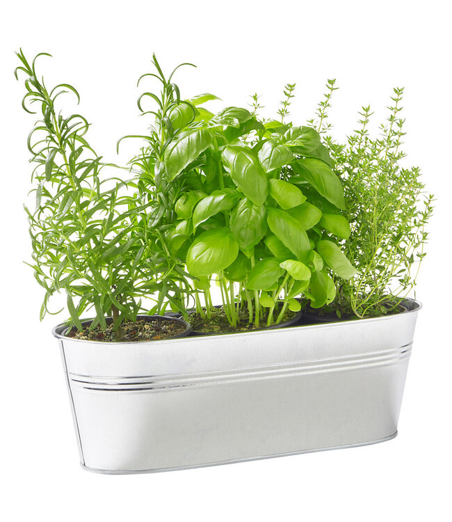 Geurolie Soothing Rosemary & Thyme - Zelf geurkaarsen - waxmelts maken