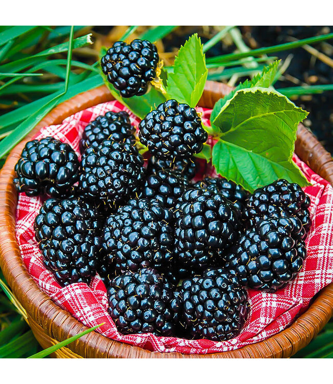 The Candleshop Collection Geurolie Wild Blackberry - Zelf geurkaarsen - waxmelts maken