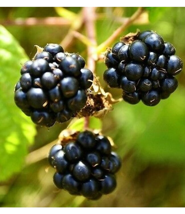 The Candleshop Collection Geurolie Wild Blackberry - Zelf geurkaarsen - waxmelts maken