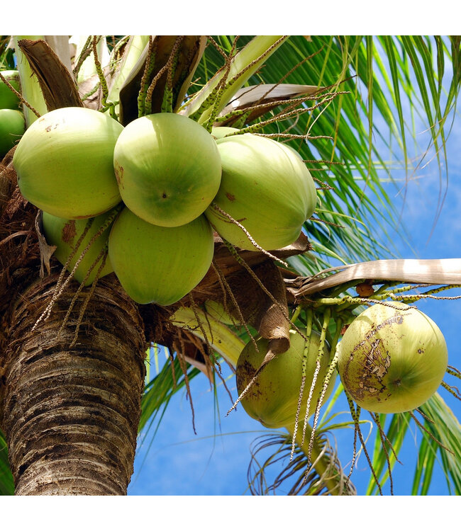 Geurolie Fresh Coconut - Zelf geurkaarsen - waxmelts maken