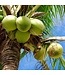 Geurolie Fresh Coconut - Zelf geurkaarsen - waxmelts maken