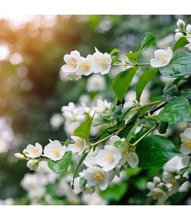 Geurolie Sweet Jasmin - Zelf geurkaarsen - waxmelts maken