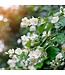 Geurolie Sweet Jasmin - Zelf geurkaarsen - waxmelts maken