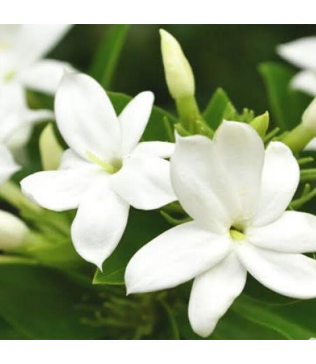 Geurolie Sweet Jasmin - Zelf geurkaarsen - waxmelts maken