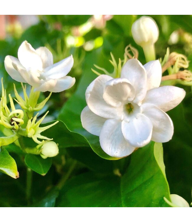 Geurolie Sweet Jasmin - Zelf geurkaarsen - waxmelts maken