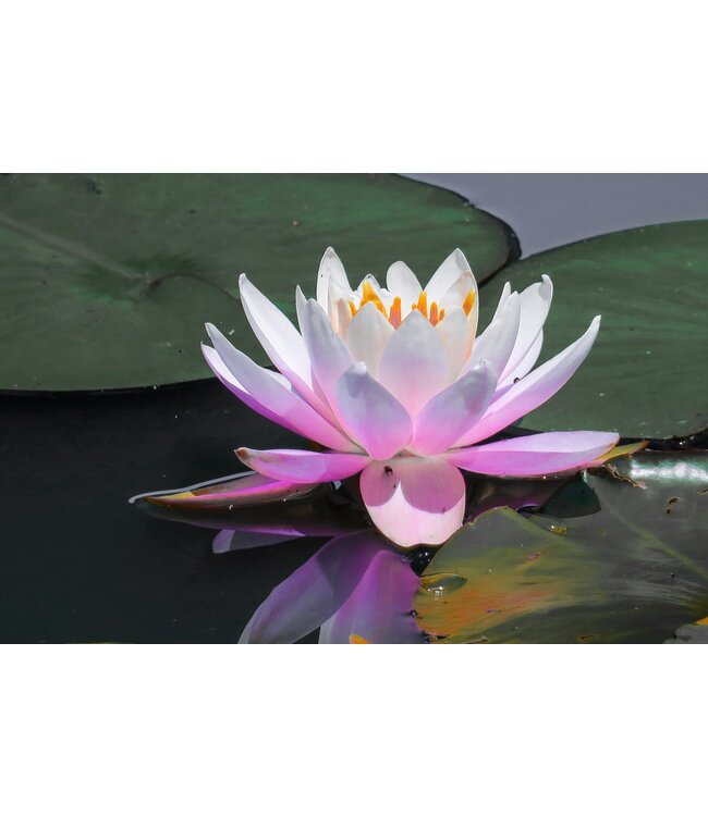 Geurolie Good Habits Dao (White Lotus) - Zelf geurkaarsen - waxmelts maken