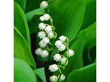 Geurolie Lily of the Valley