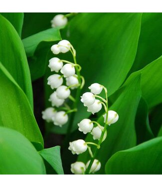Geurolie Lily of the Valley
