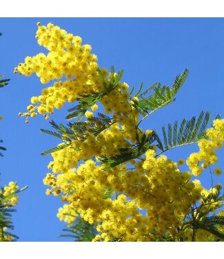 Geurolie Mimosa