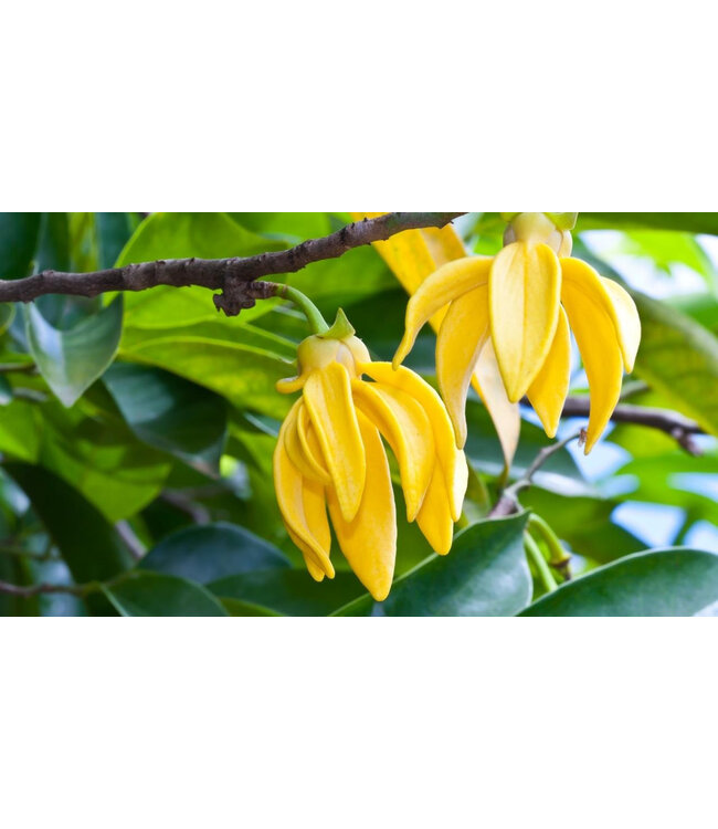 Geurolie Ylang Ylang - Zelf geurkaarsen - waxmelts maken