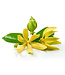 Geurolie Ylang Ylang - Zelf geurkaarsen - waxmelts maken