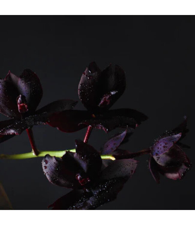 Geurolie Black Orchid - Zelf geurkaarsen - waxmelts maken