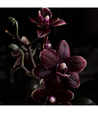 Geurolie Black Orchid