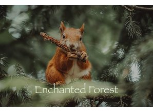 Geurolie Enchanted Forest - Zelf geurkaarsen - waxmelts maken