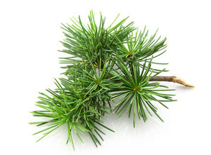 Geurolie Fresh Pine - Zelf geurkaarsen - waxmelts maken