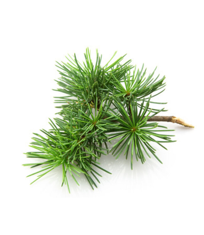 Geurolie Fresh Pine - Zelf geurkaarsen - waxmelts maken