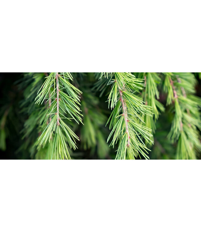 Geurolie Fresh Pine - Zelf geurkaarsen - waxmelts maken