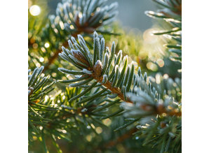 Geurolie Fresh Pine - Zelf geurkaarsen - waxmelts maken