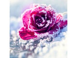 Geurolie Frosted Rose