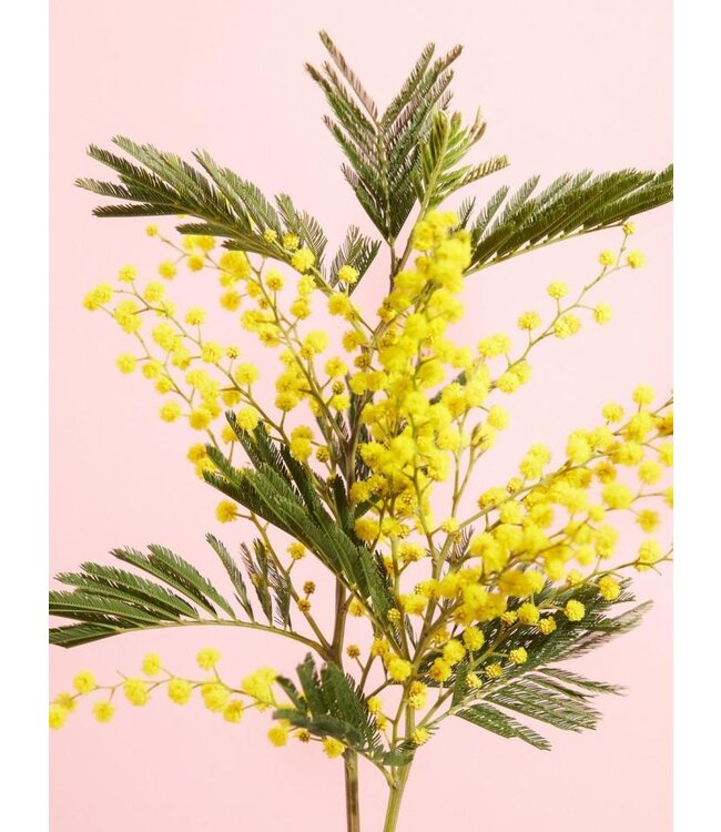 Geurolie Good Habits Orris Mimosa - Zelf geurkaarsen - waxmelts maken