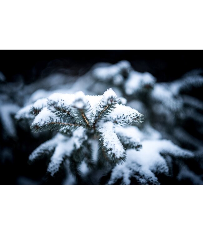 Geurolie Cashmere Woods - Zelf geurkaarsen - waxmelts maken - Copy