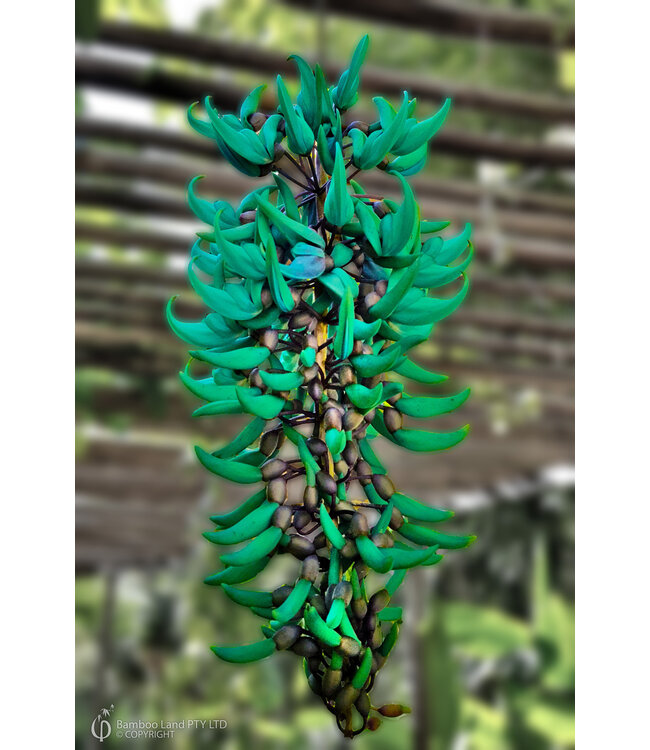 Geurolie Good Habits Jade Vine - Zelf geurkaarsen - waxmelts maken