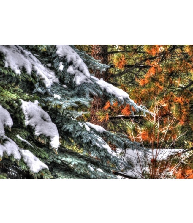 The Candleshop Collection Geurolie Snowy Pinetree - Zelf geurkaarsen - waxmelts maken