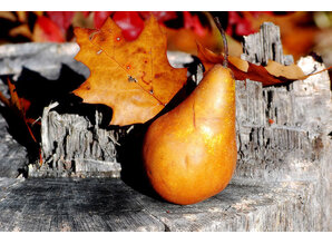 The Candleshop Collection Geurolie Autumn Pear - Zelf geurkaarsen - waxmelts maken