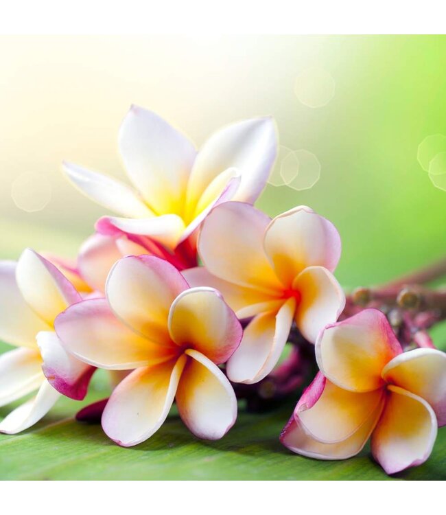 The Candleshop Collection Geurolie Figwood & Plumeria - Zelf geurkaarsen - waxmelts maken