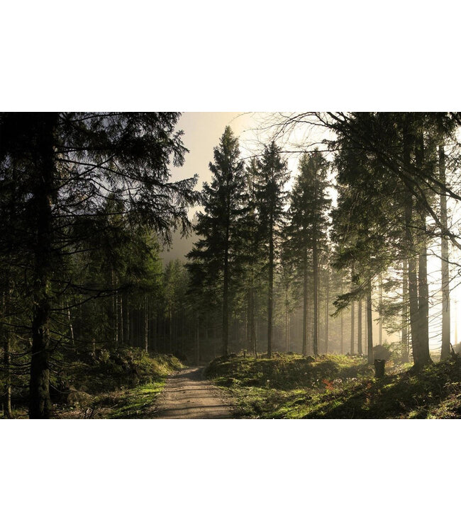 Geurolie Evergreen Forest - Zelf geurkaarsen - waxmelts maken