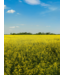 KeraGreen Rapeseed Wax Container Pellets - Om zelf kaarsen te maken