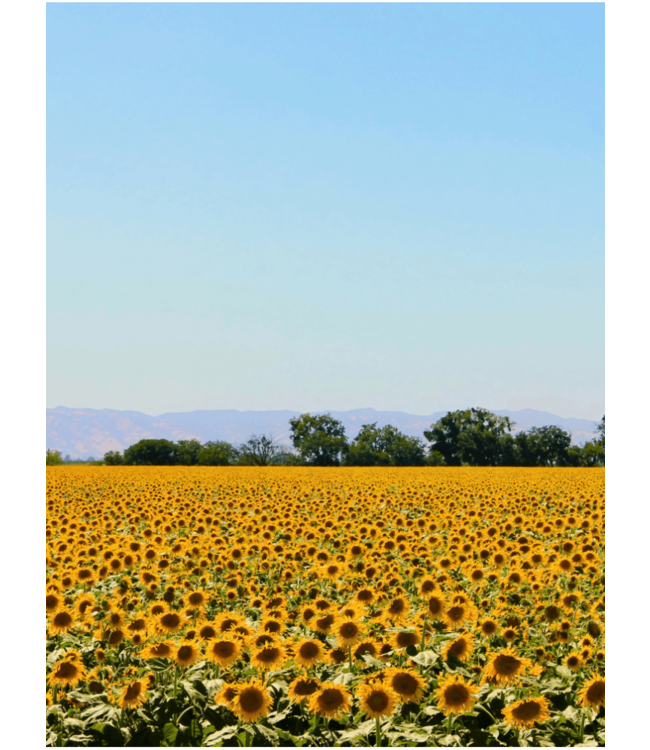 KeraGreen Sunflower Wax Container Pellets - Om zelf kaarsen te maken