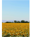 KeraGreen Sunflower Wax Container Pellets - Om zelf kaarsen te maken