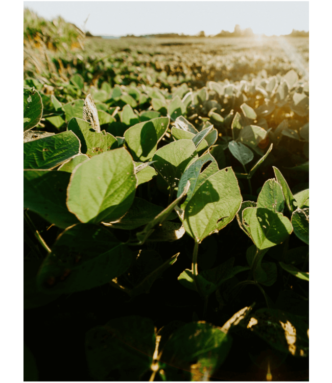 KeraGreen Soy Pillar Wax Pellets - Om zelf kaarsen te maken