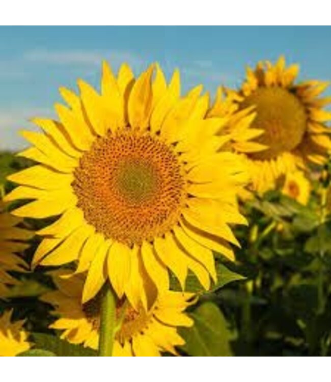 KeraGreen Sunflower Pillar Wax Pellets - Om zelf kaarsen te maken