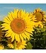 KeraGreen Sunflower Pillar Wax Pellets - Om zelf kaarsen te maken