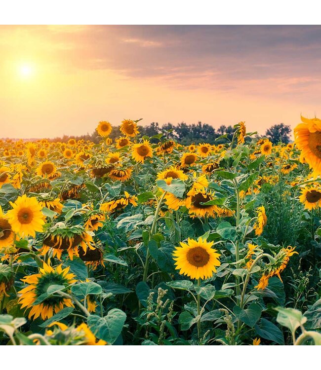 KeraGreen Sunflower Pillar Wax Pellets - Om zelf kaarsen te maken