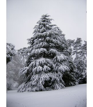 Geurolie Silver Cedarwoods