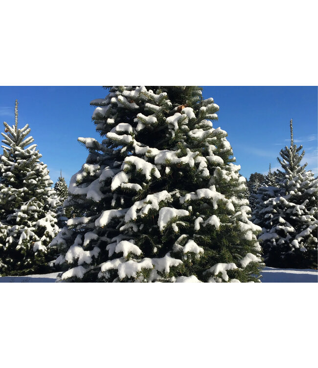 Geurolie Silver Cedarwoods - Zelf geurkaarsen - waxmelts maken