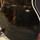 Eastman Eastman SB57/v-BK Vintage Varnish Black