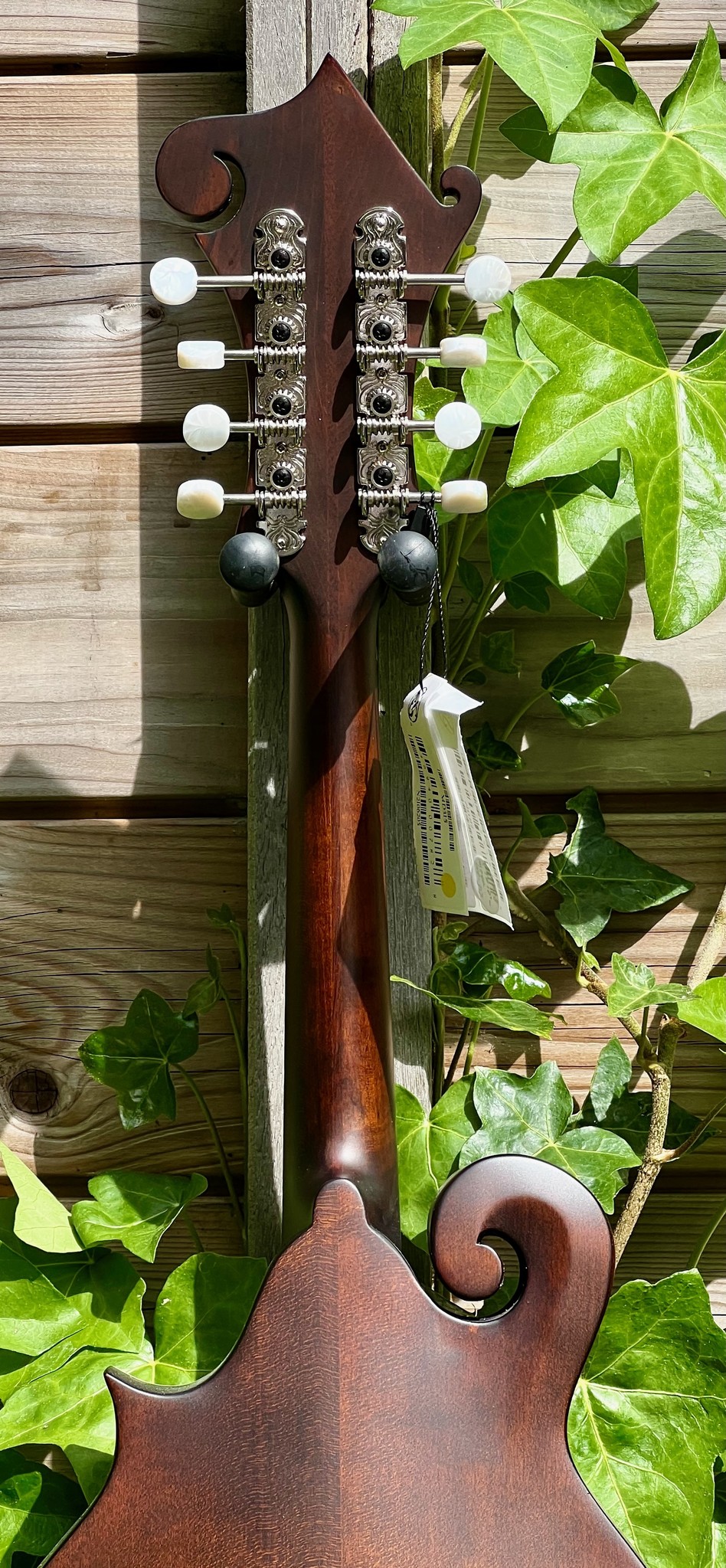 Eastman Eastman MD315 F-Style F-Holes