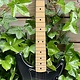 Fender 1981 Fender Lead I Black