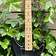 Fender Fender Lead 1 Black 1981