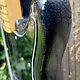 Fender 1981 Fender Lead I Black