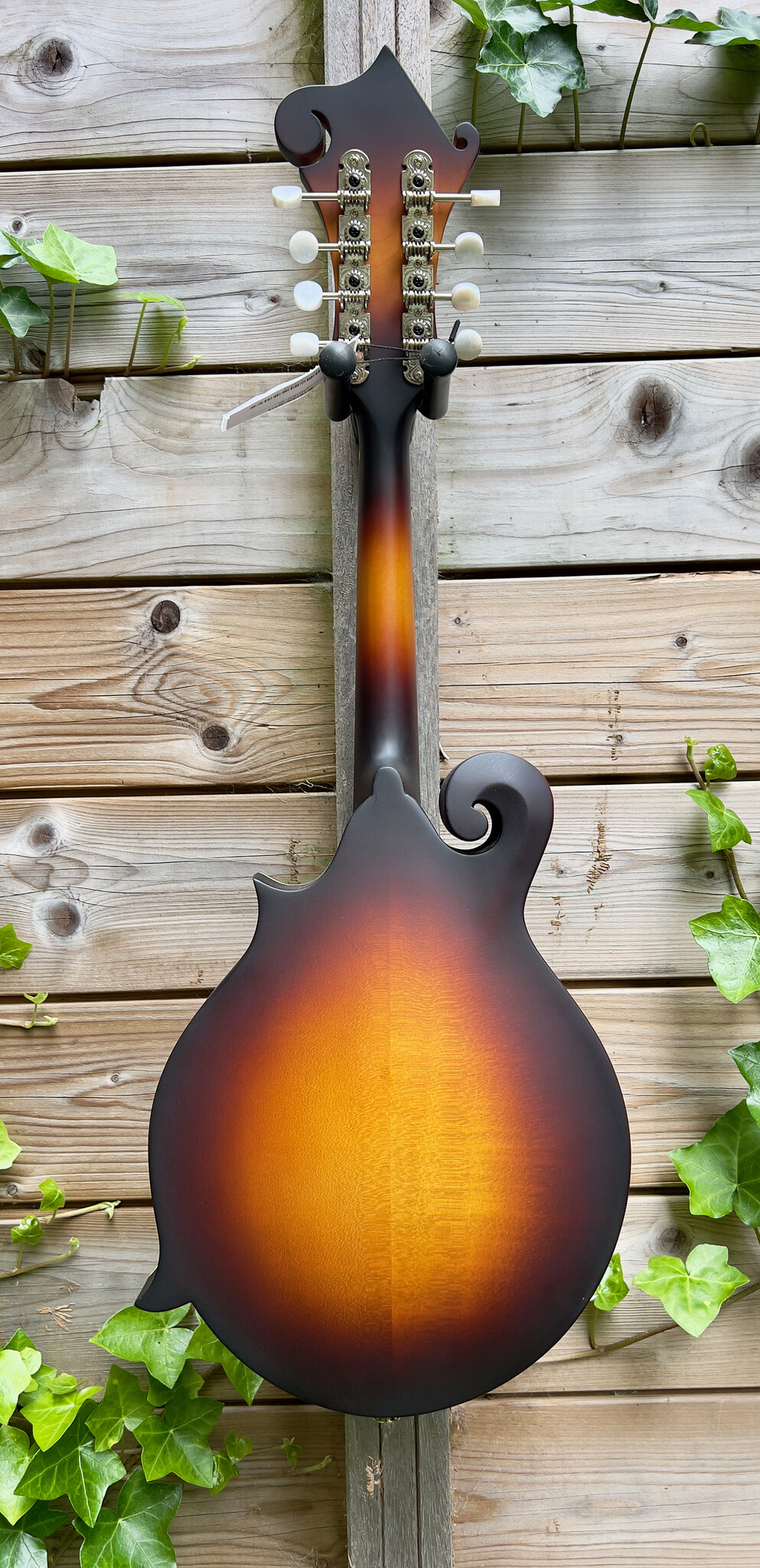 Eastman Eastman MD315E Sunburst