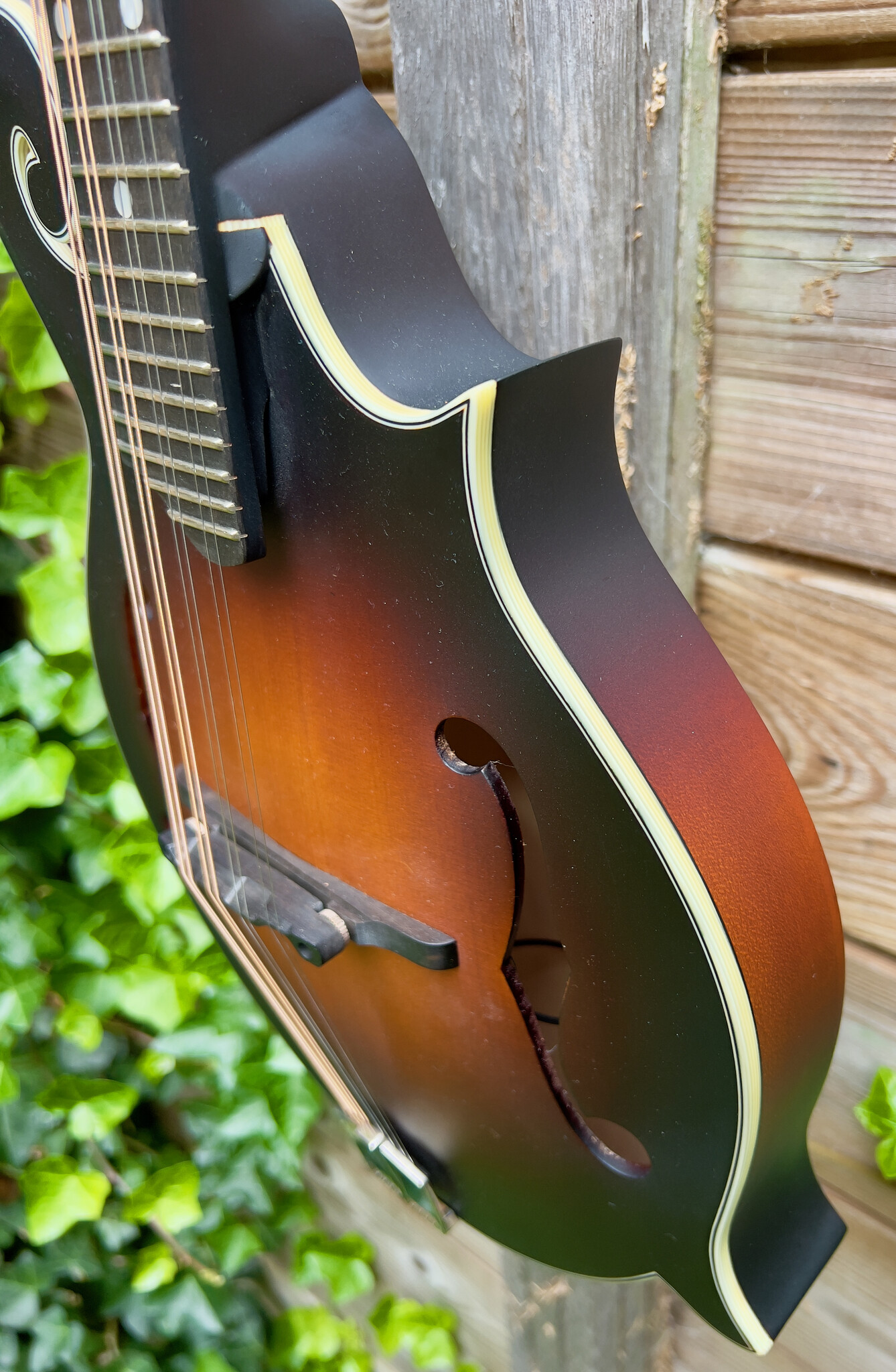 Eastman Eastman MD315E Sunburst