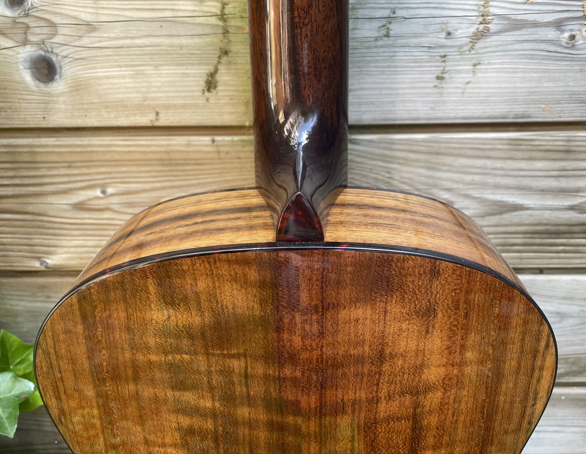 Eastman Eastman ACTG-2E-DLX